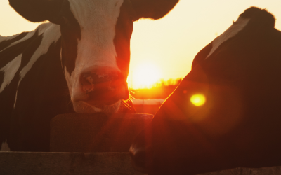 The Evolution of Dairy Farming in Washington County, Pennsylvania: A Rich Tradition