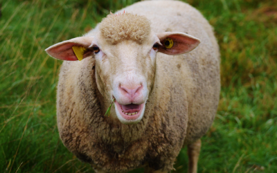 The Rich History of Sheep Farming in Washington County, Pennsylvania