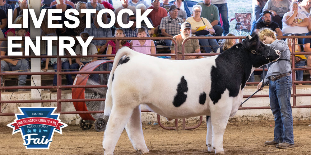 Graphic that says livestock entry with a picture of a cow