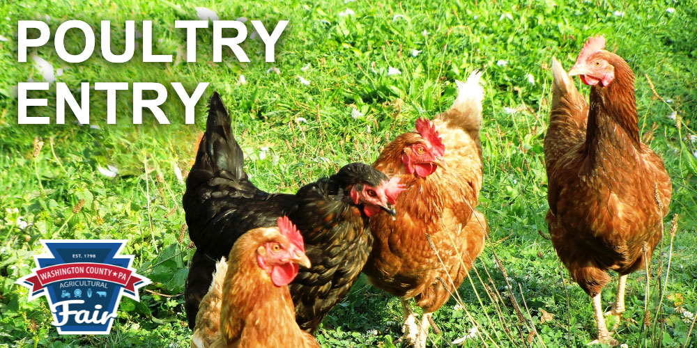 Photos of chickens with a text that says Poultry Entry.
